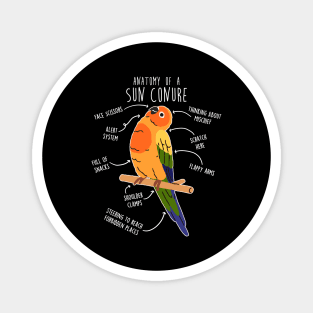 Sun Conure Parrot Anatomy Magnet